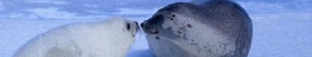 Seals Kissing
